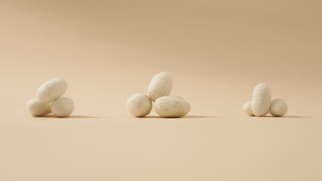 Mulberry silkworm cocoons used to produce natural mulberry silk